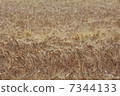 Barley fall 7344133