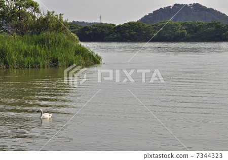 Sakata of early summer · Mogami river swan flying land Sakata of early summer · Mogami river swan flying land 7344323