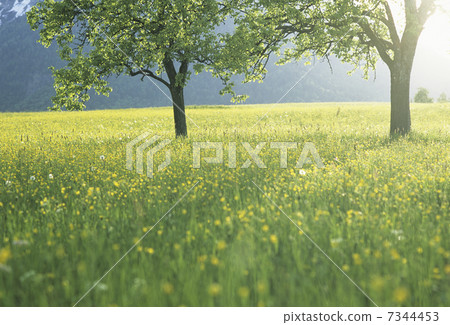 草原樹木 7344453