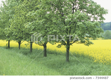 Namiki of rape field 7344487