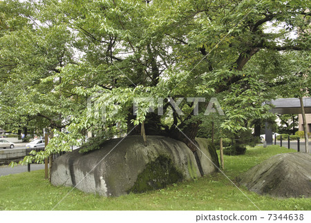 Morioka · Ishikuri cherry tree in early autumn 7344638
