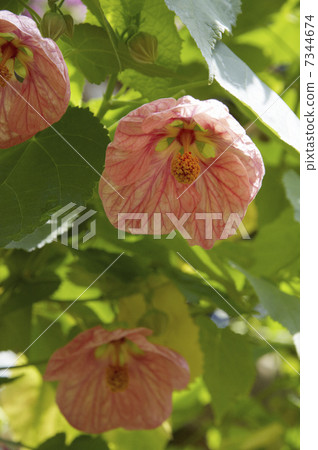 熱帶植物大廳白麻橙色花 7344674