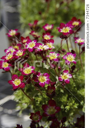 Red and yellow flowers of Spider mussa (Variegated Komachi) 7344726