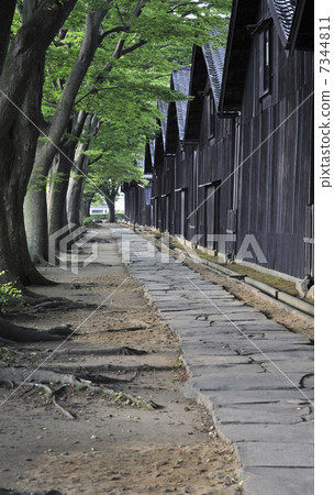 Sakata · Yamaoku warehouse in early summer and rower row of Zelkova 7344811