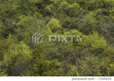 山的新鮮綠色 7344958