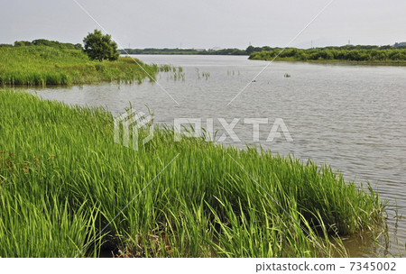 Sakata at early summer · Mogami river 7345002