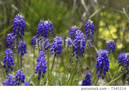 葡萄風信子（Muscalie）的紫色花朵 7345314