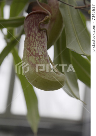 食蟲植物Uruborukazura 7345637