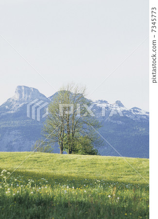 草原樹木 7345773