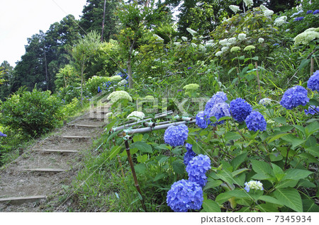 走Oume和Shiitake Kanonji 7345934