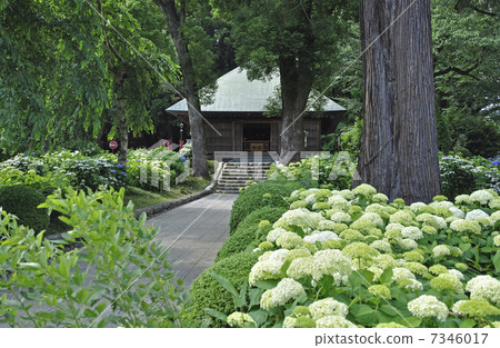 Ome walk / salt ship Kanonji Amitabha 7346017