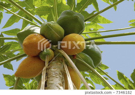 熱帶植物大廳番木瓜樹堅果 7346182