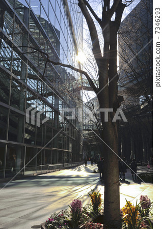 冬季樹林被背光建築物和鮮花包圍 冬季樹林被背光建築物和鮮花包圍 7346293