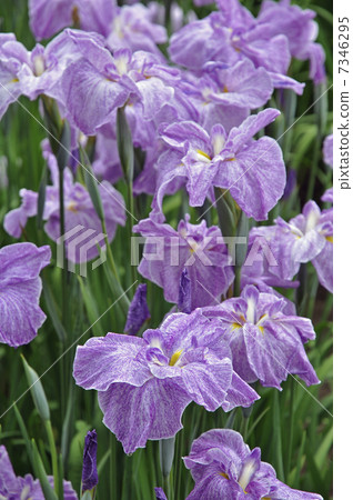 Walking Oume and Ome Shi Fukiage Sho Park Park Walking Oume and Ome Shi Fukiage Sho Park Park 7346295