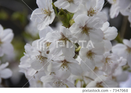 Cherry blossoms and flowers up 7347068