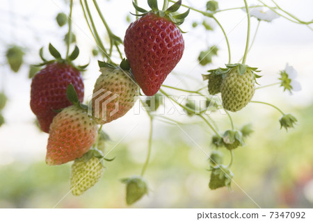 Strawberry Strawberry 7347092