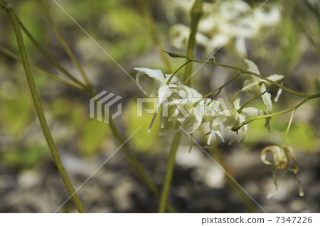 Yellow flowers of Ikarissou 7347226
