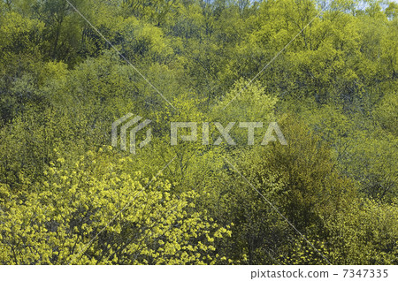 Mountain's fresh green 7347335