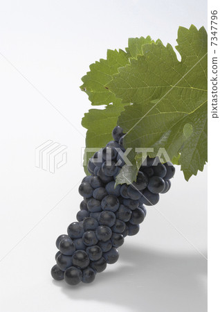 Red grapes with leaves Cabernet · Sauvignon Red grapes with leaves Cabernet · Sauvignon 7347796