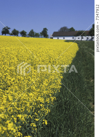 油菜田 7347912