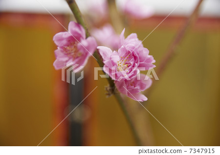 金色折疊屏和桃花 7347915