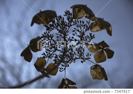 Hakusangai的冬天死了 Hakusangai的冬天死了 7347917