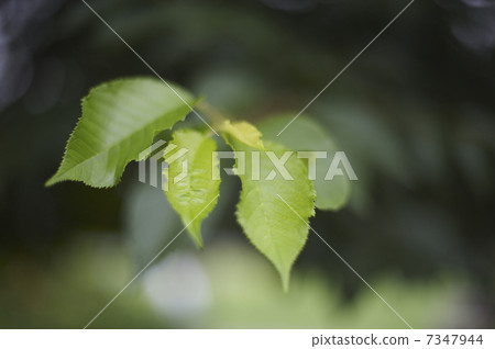 Cherry blossoms Cherry blossoms 7347944