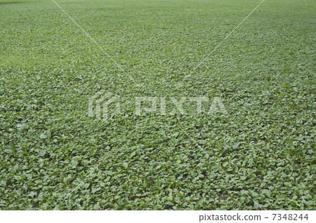 Stone meadow 7348244