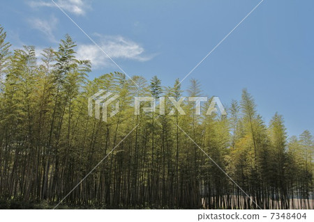 Bamboo grove in early summer Bamboo grove in early summer 7348404