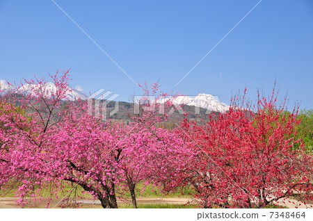 Shinshu春天風景與花的 7348464
