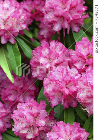 西方杜鵑花。 西方杜鵑花。 7348571