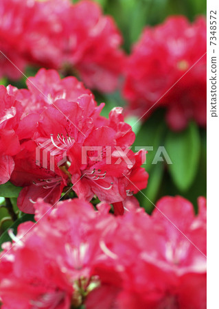 西方杜鵑花。 7348572