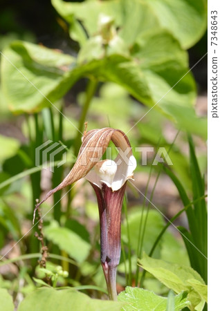 YUKIMOCHISOU 7348643