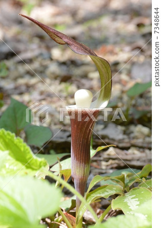 YUKIMOCHISOU 7348644