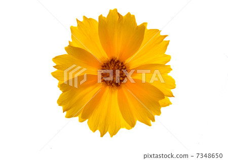 Koreopushisu Koreopushisu 7348650