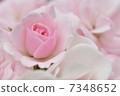 Rose Bonica '82 7348652