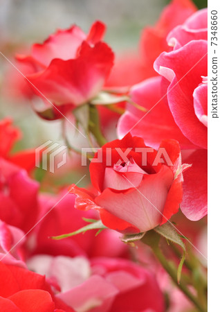 Rose Picasso 7348660