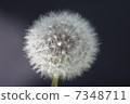 Dandelion 7348711