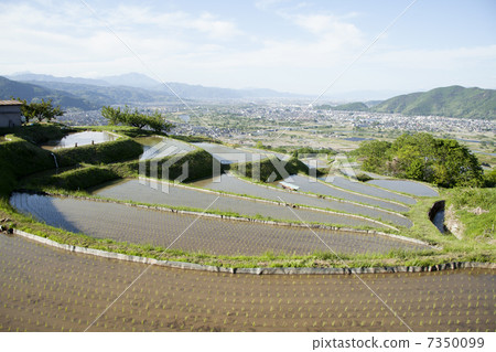 Rice terrace with Zenkoji-sama and abandonment 7350099