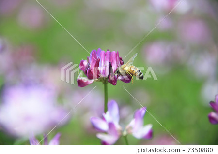 黃芪和蜜蜂 7350880