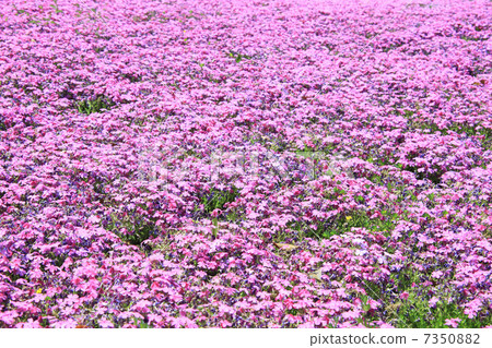 Moss phlox  7350882