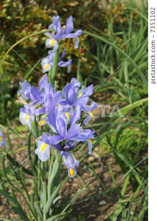 鳶尾花 鳶尾花 7351102