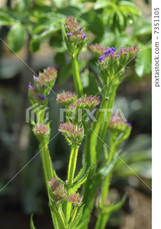 Statis before Hanasaki 7351105