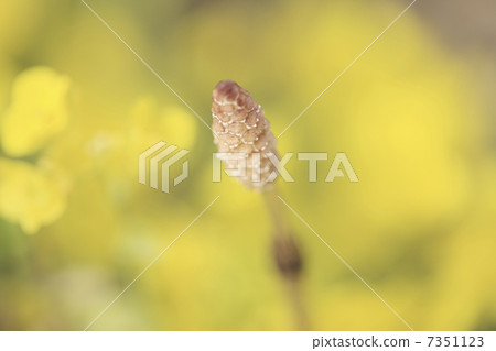 葉子的花朵和圍巾 7351123