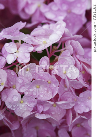 在雨中濕潤的繡球花 7351162