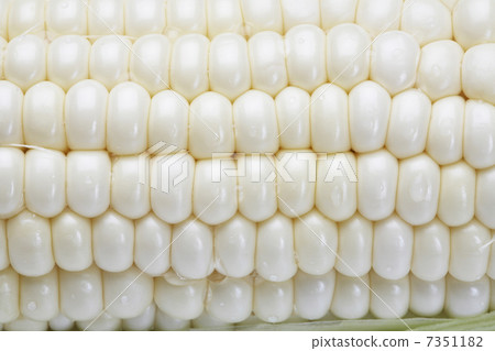 White corn 7351182