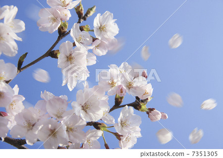 Cherry blossoms closeup Cherry blossoms closeup 7351305