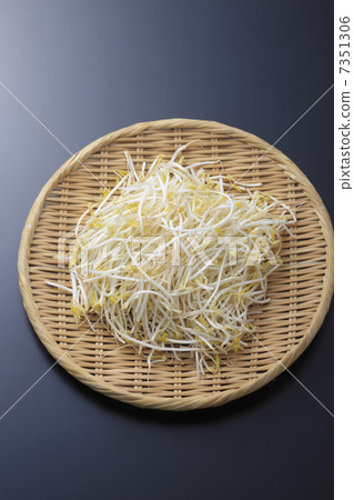 豆芽 豆芽 7351306
