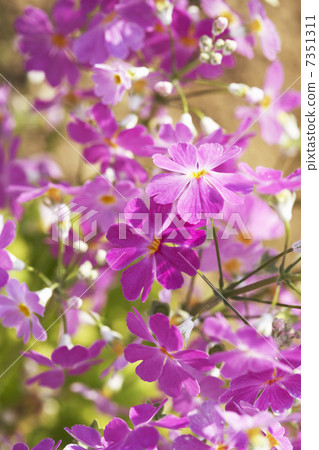 櫻花草 櫻花草 7351311