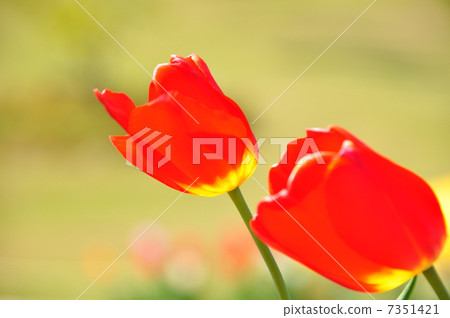 Red tulip Red tulip 7351421